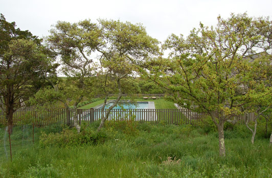 title:Native red cedars and scrub oaks were preserved; crab apples were added. Together these create a non intrusive filter to the pool area. The trees were under planted with a native meadow.